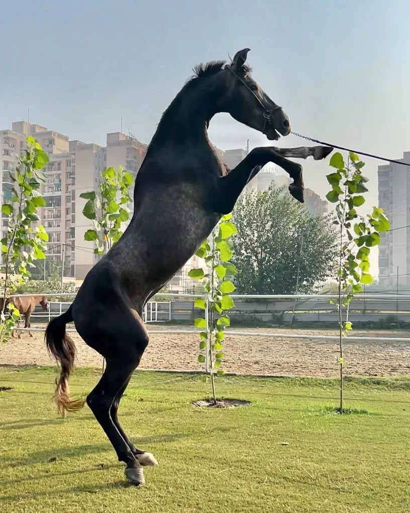 Faridabad Horse Riding & Sports Club Sector 82 Faridabad