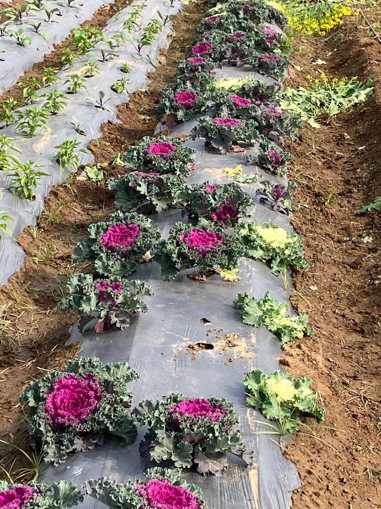 Disconnect to Reconnect At The Farm Collective (29-Mar) | Ghamroj Haryana