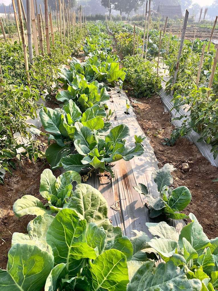 Disconnect to Reconnect At The Farm Collective (29-Mar) | Ghamroj Haryana
