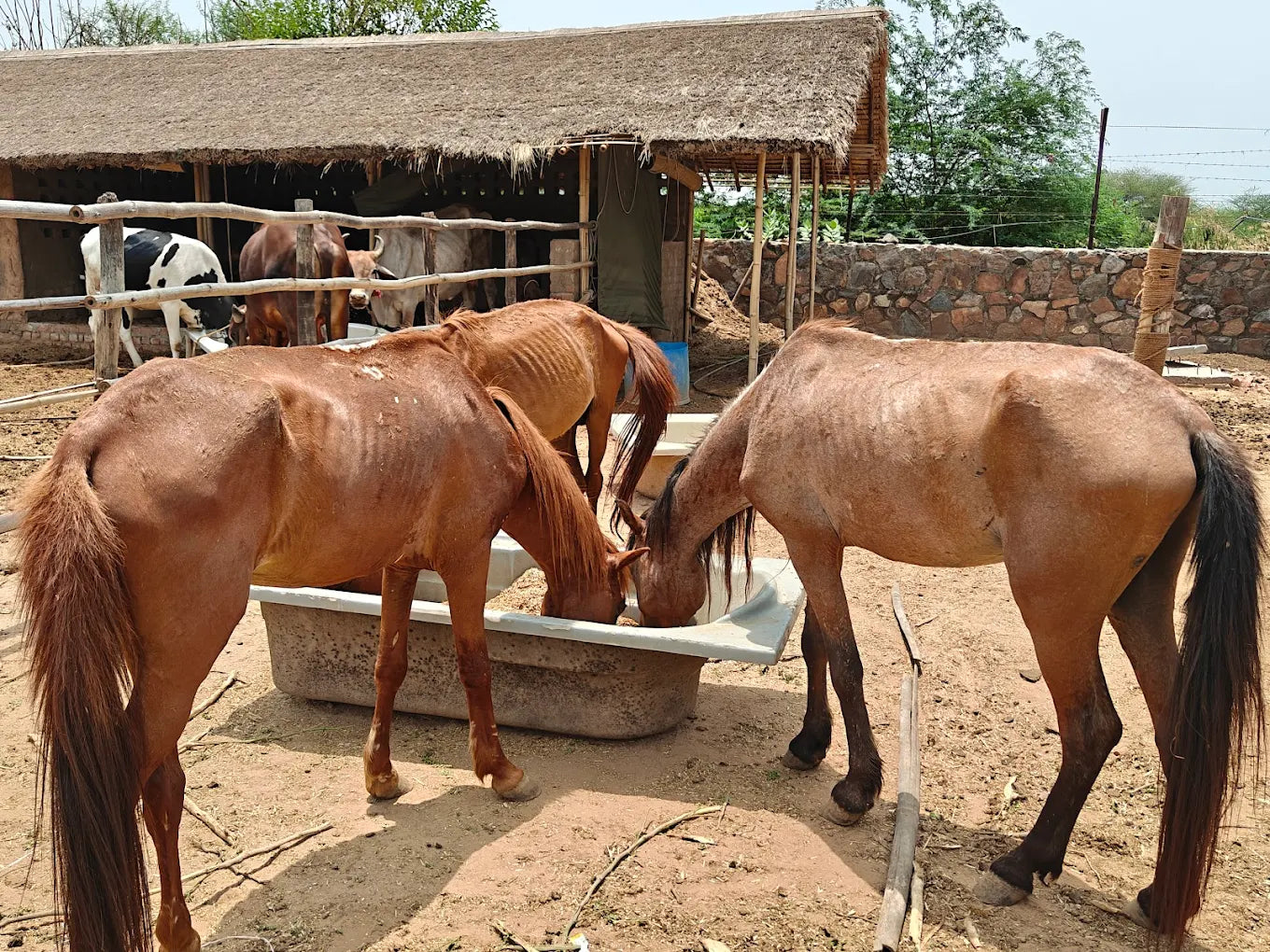 Independence Day at Tuk Tuk Gilhari (15-Aug) | Kadarpur Gurgaon