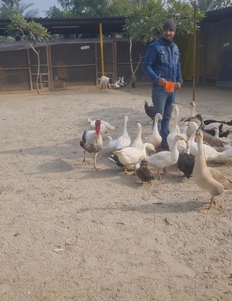 Zootopia - The Funyard Animal Petting Farm | Near Urban Akhara