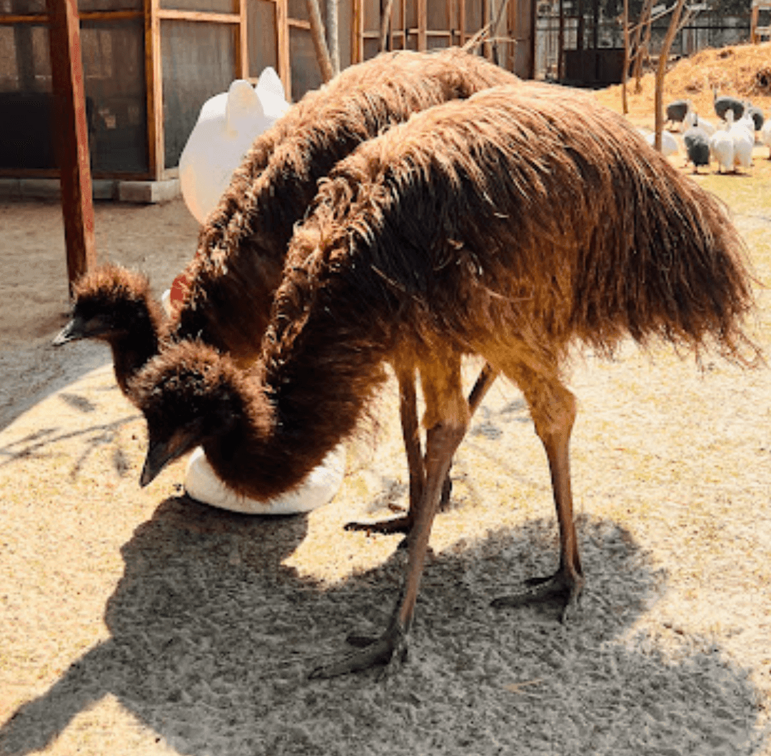 Zootopia - The Funyard Animal Petting Farm | Near Urban Akhara - ActivityKidz