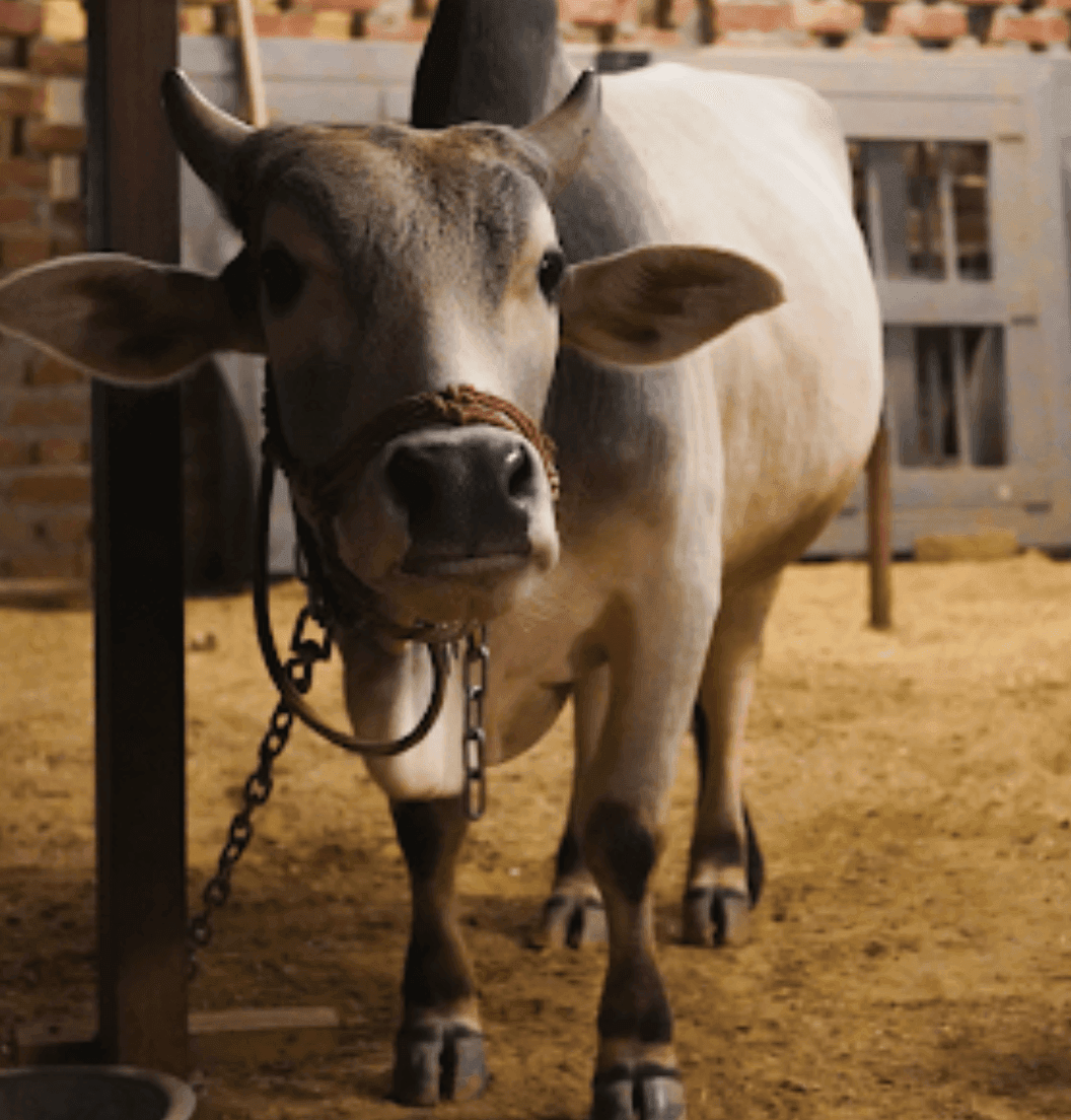 Zootopia - The Funyard Animal Petting Farm | Near Urban Akhara - ActivityKidz