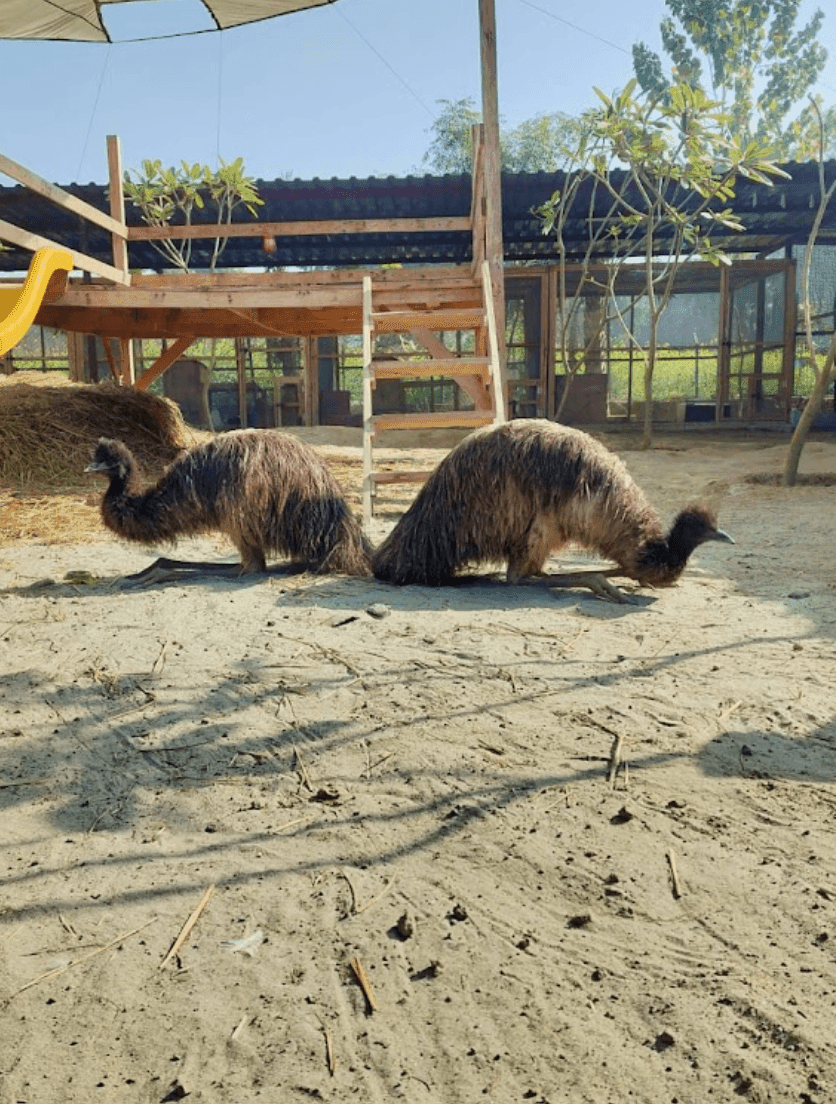 Zootopia - The Funyard Animal Petting Farm | Near Urban Akhara - ActivityKidz