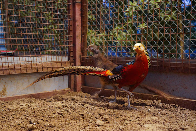 Zootopia - The Funyard Animal Petting Farm | Near Urban Akhara