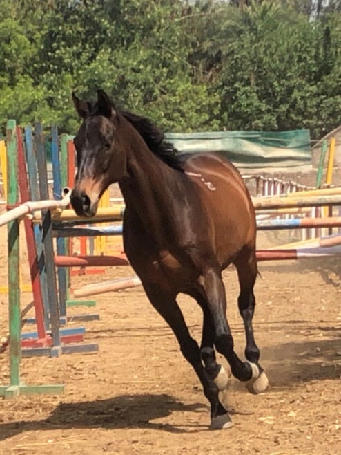 Adagio Riding Stables | Horse Riding | Near Pathways School Gurgaon