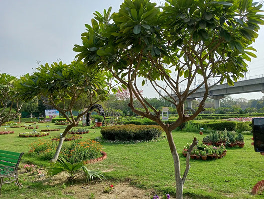  Botanic Garden of Indian Republic