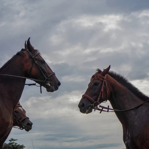 Faridabad Horse Riding & Sports Club Sector 82 Faridabad