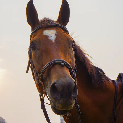 Faridabad Horse Riding & Sports Club Sector 82 Faridabad