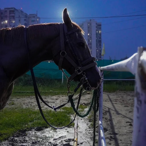 Faridabad Horse Riding & Sports Club Sector 82 Faridabad