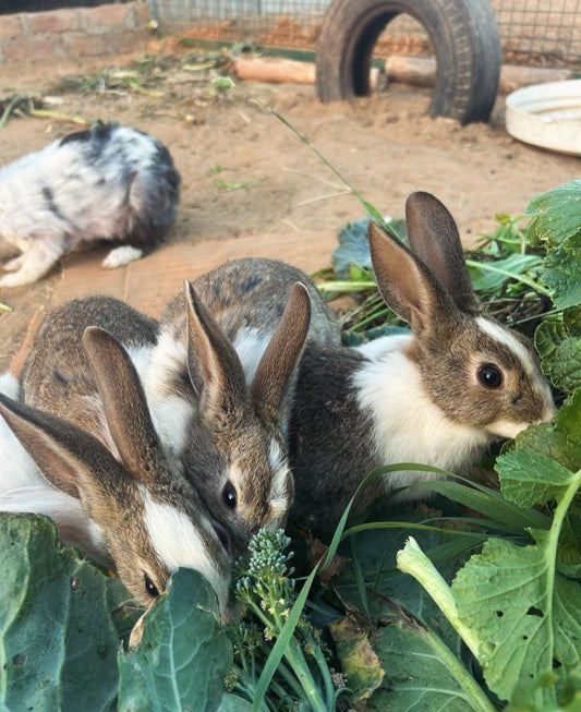 Khargoshhi Animal Petting Farm Near ITC Grand Bharat Manesar