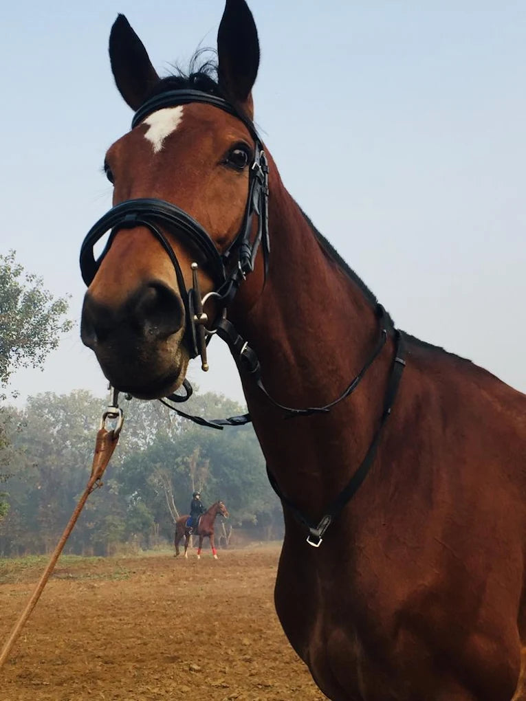 Passion Horse Riding | Near Bani Mandir Behrampur Gurgaon