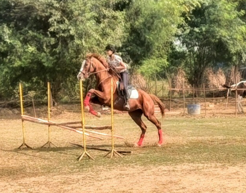Royal Horse Riding | Near SR Nursery Sector 64, Gurgaon