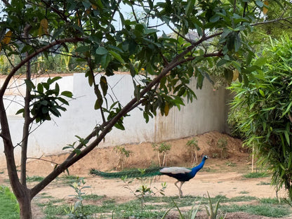 Story Telling & Craft Serengeti Petting Park (28-Sep) | Sector 67 Gurgaon