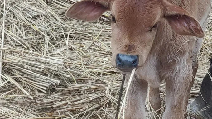 The Barnyard Animal Petting Farm | South Avenue Sainik Farm New Delhi