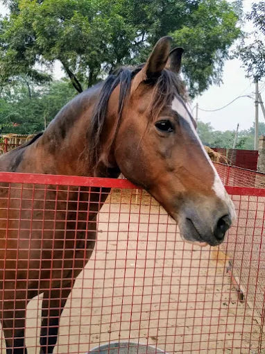 The Barnyard Animal Petting Farm | South Avenue Sainik Farm New Delhi