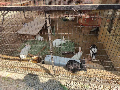 The Barnyard Animal Petting Farm | South Avenue Sainik Farm New Delhi