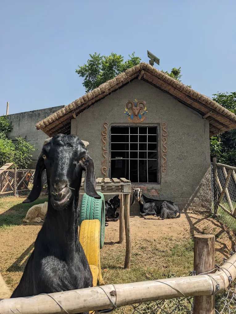 Janmashtami Celebration at Tuk Tuk Gilhari Animal Petting Farm (10 August) | Kadarpur Gurgaon