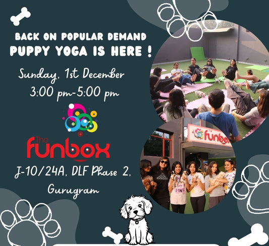 Puppy Yoga at The Funbox - Stretch, Relax, and Cuddle! | Indoor Play Area | Near Sikandarpur Metro Station Gurgaon - ActivityKidz