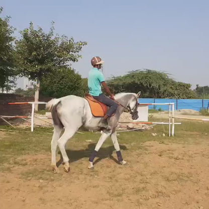 デューク乗馬クラブ | ヘリテージ インターナショナル エクスペリエンス スクールの近く