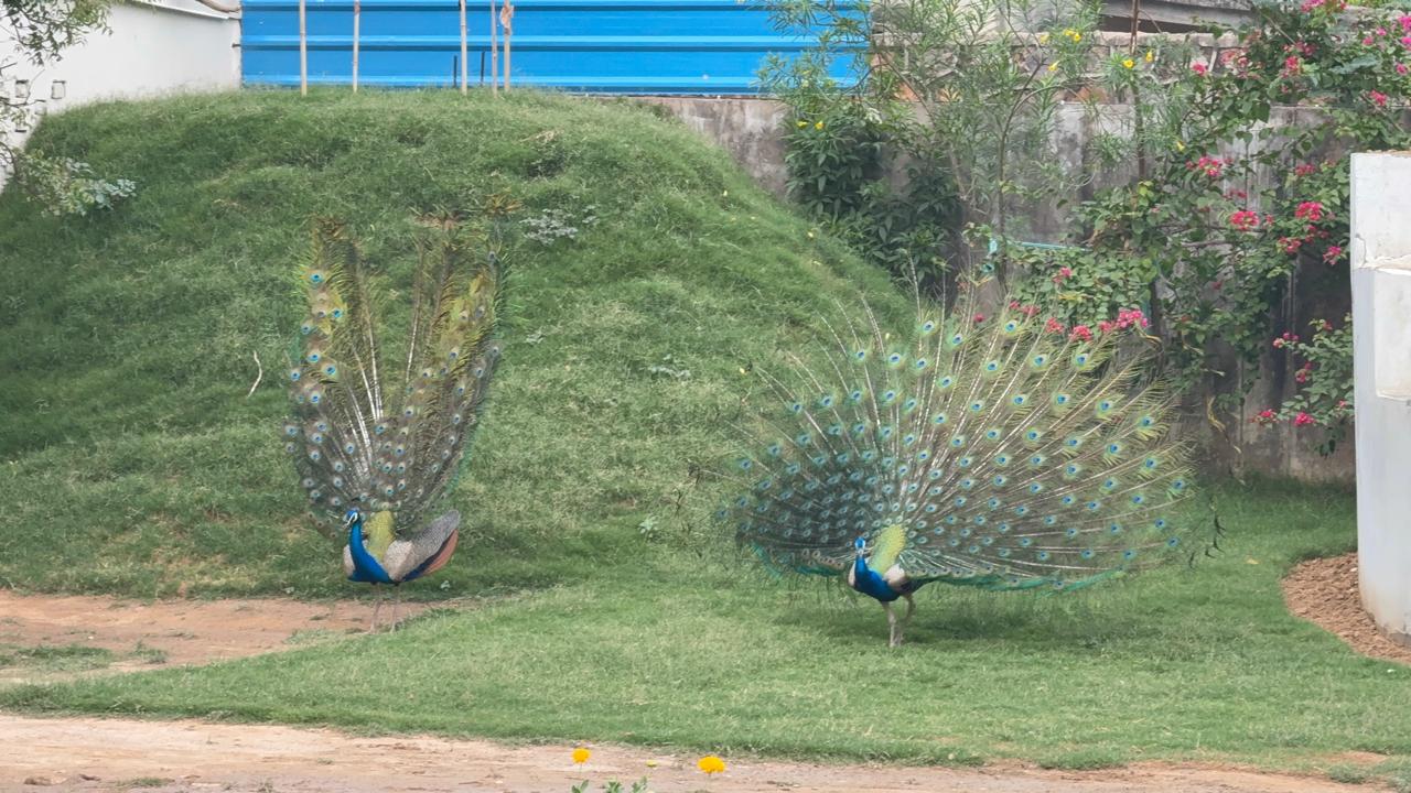 Story Telling & Craft Serengeti Petting Park (28-Sep) | Sector 67 Gurgaon