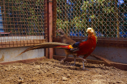 Zootopia - The Funyard Animal Petting Farm | Near Urban Akhara